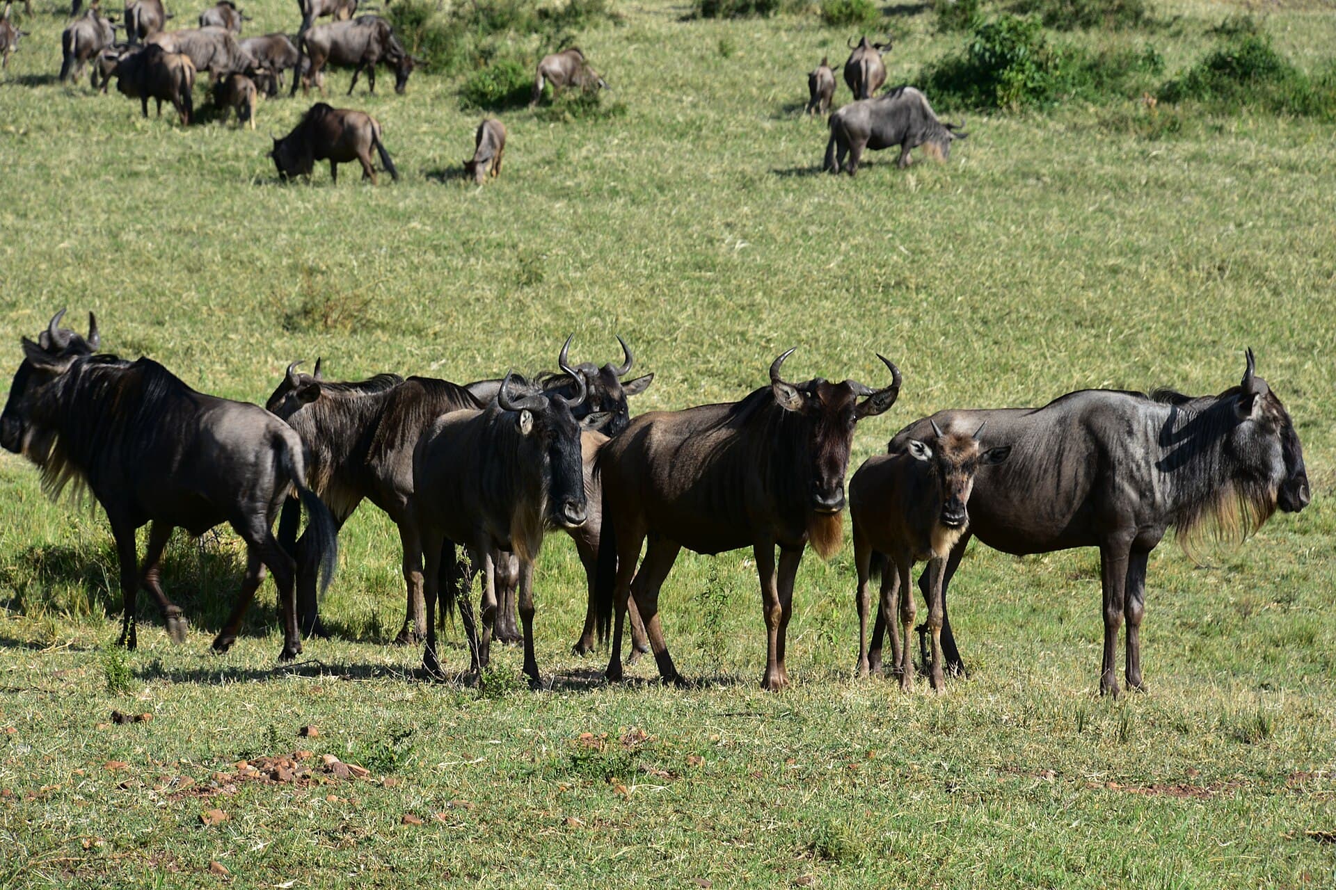 Serengeti Great Migration & Kilimanjaro Summit