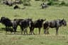 Serengeti Great Migration & Kilimanjaro Summit