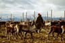 Lappland Reindeer Migration Trek