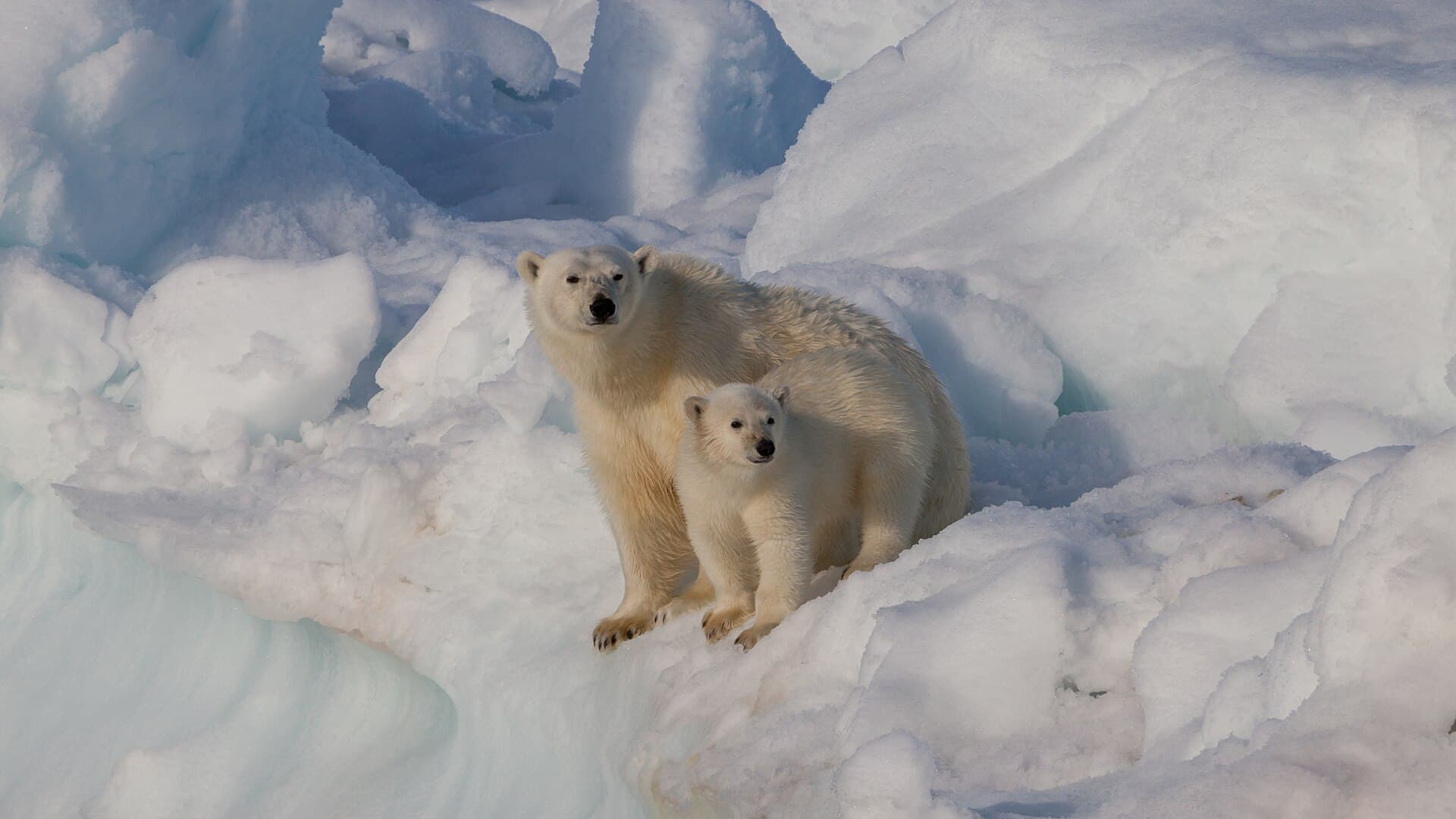 Svalbard Polar Wilderness Expedition