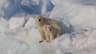 Svalbard Polar Wilderness Expedition