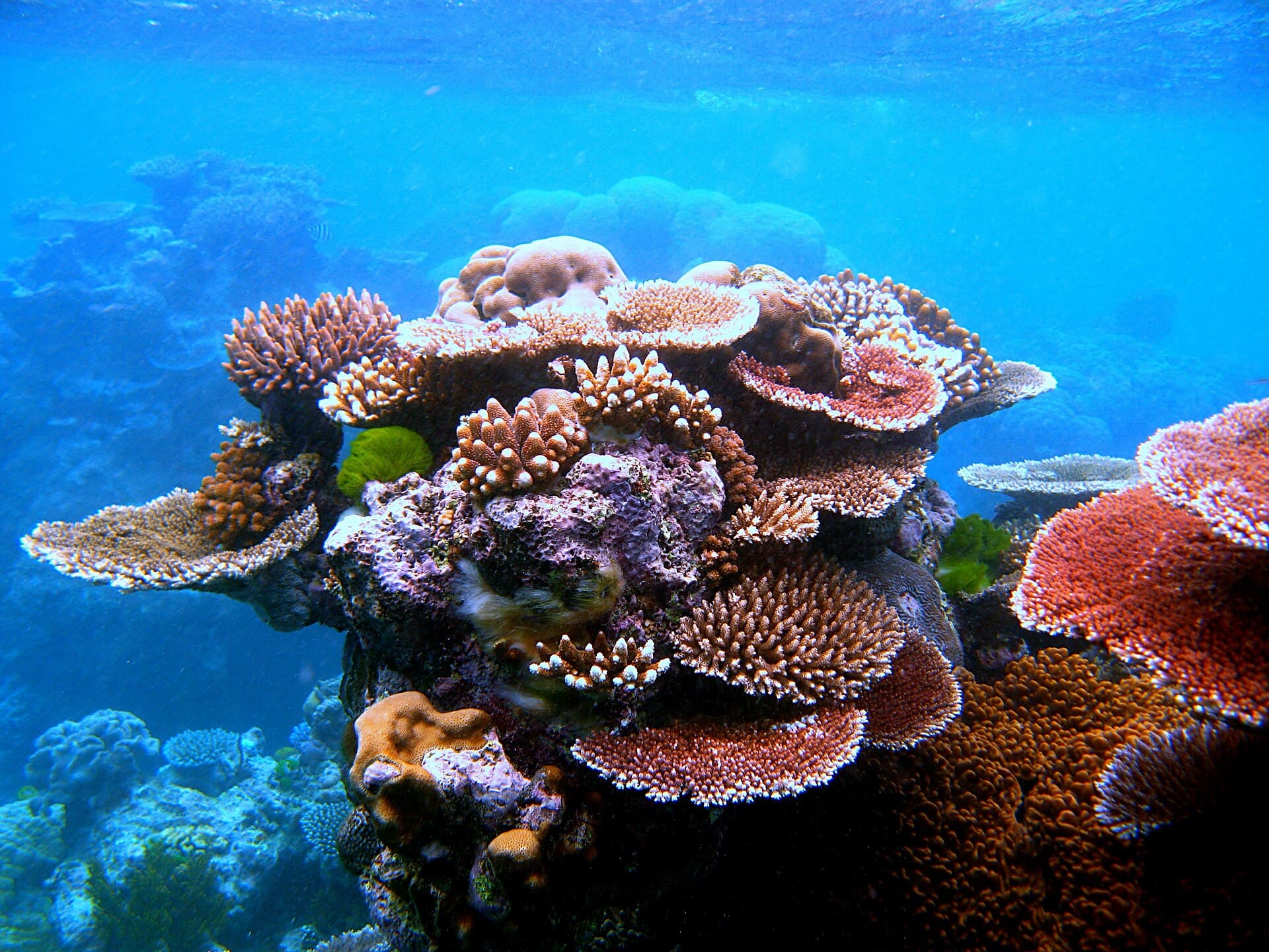 Great Barrier Reef Liveaboard, Coral Sea