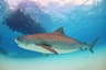 Tiger Beach Shark Liveaboard, Grand Bahama