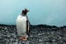 Antarctic Peninsula Sailing Expedition
