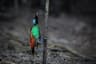 Papua Indonesia Bird of Paradise Quest