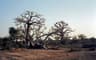 West African Sahel Cycle