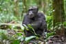Chimpanzee Habituation Days, Kibale