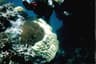 Coral Sea Liveaboard Diving