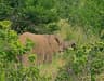 South Africa Pilanesberg Game Drive