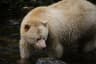 Spirit Bear Search, Great Bear Rainforest