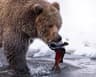 Alaska Kodiak Island Bear Safari