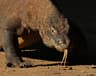 Komodo Island Dragon Trek