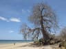 Mozambique Island Diving